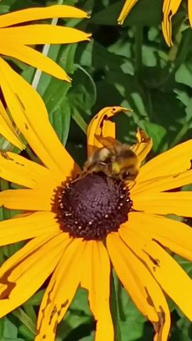 A close-up shot focuses on a bumblebee with yellow and black stripes as it forages on a bright yellow coneflower. The bee's body is positioned towards the center of the flower, where the dark brown disc florets are. Its legs appear to be gathering pollen. The flower's petals are long and pointed, with some showing signs of damage or wear. In the background, blurred green foliage creates a natural setting. The lighting suggests a sunny day.