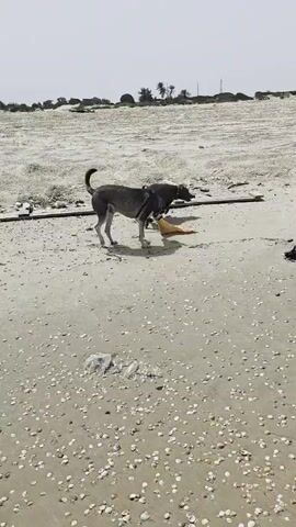 Two dogs are playing on a beach on a cloudy day. The beach is covered with sand and small white shells. In the background, there are some low-lying dunes and palm trees. The first dog is a medium-sized, short-haired dog with a dark grey and light tan coat. It is carrying a yellow object in its mouth. The second dog is dark-colored and is running alongside the first dog. The first dog trots across the beach with the yellow object. The camera is relatively stable and shows the dogs moving across the beach. There is some debris on the beach, including pieces of wood and some clumps of seaweed. The overall atmosphere is one of a relaxed, overcast day at the beach.