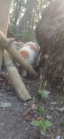 A domestic cat with orange and white fur is partially obscured behind bamboo poles in an outdoor setting. The cat is sniffing or foraging in the ground debris which consists of leaves, twigs, and dirt. Another ginger-colored cat appears in the frame from the left side of the screen and looks towards the first cat. The environment is a natural, possibly wooded area with trees and rocks visible in the background.