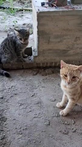 Two cats are in an outdoor environment with a concrete structure. The cat on the left is a tabby kitten sitting on a ledge. The cat on the right is an orange and white adult cat sitting on the ground. The camera zooms in on the tabby kitten.