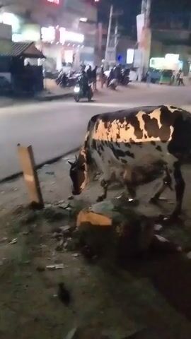 The video shows a black and white cow standing on a dirt patch next to a busy street at night. The cow is facing away from the camera, and is surrounded by litter. Cars and scooters drive by on the street, and people can be seen walking in the background. The scene is brightly lit by streetlights and the lights of nearby buildings.