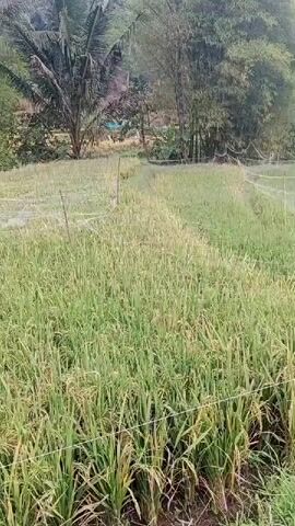 This is a video taken from an elevated perspective looking down on a field of rice paddies. The rice stalks are mostly green, but some are beginning to turn yellow, indicating they are nearing harvest. There are trees and vegetation in the background, including palm trees and bamboo. There are also some white nets stretched across parts of the field, likely to protect the crops from birds or other pests. The overall impression is of a rural agricultural landscape.