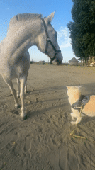 Horse and dog interact in Belgian arena