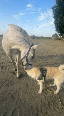 Horse and dog interact in Belgian arena