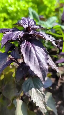 A close-up shot shows a purple basil plant with dark green leaves. The plant is in focus, with a blurred background of green foliage and soil. The sunlight illuminates the leaves, highlighting their texture and veins.