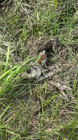 The video shows a close-up of a dead fish on the ground, surrounded by grass. The fish appears to be decomposing, and there are insects on its body. The ground is muddy, and there is some debris around the fish. The lighting suggests it is daytime.