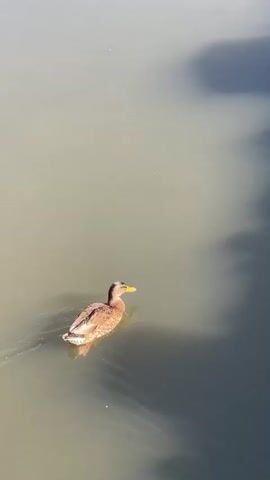 A solitary duck swims on the surface of murky water, creating ripples as it moves. The water is divided into two distinct shades: a lighter, yellowish-brown on the left and a darker, grayish-blue on the right, suggesting a transition or mixing of water types. Shadows, possibly from clouds or nearby objects, are visible on the water's surface, dappling the scene. The duck is a mottled brown and white, with a yellow beak. The camera angle is from above, looking down at the duck and the water.