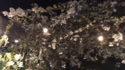 Nighttime garden documentation at CASTALIA venue in El Limón, Venezuela