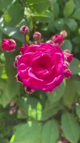 This is a vertical, close-up video of a bright pink rose in bloom, surrounded by several rosebuds. The rose is the central subject, filling most of the frame. It has many delicate petals that are slightly unfurled, revealing a darker pink center. The rosebuds, varying in size, are clustered around the main flower, some partially open.

The background consists of lush green foliage, suggesting a garden setting. Sunlight filters through the leaves, creating dappled light and shadows on the leaves and the rose itself. The lighting indicates it is daytime, likely a sunny day, judging by the bright illumination and the sharp shadows. There is no visible text in the video.

The overall mood is serene and natural, highlighting the beauty of the blooming rose and its surrounding plant. The focus on the flower and its buds implies a celebration of nature's growth and the peak of the rose's blooming season. The setting, given the context of Aropakkuzi, Russia, implies a temperate climate during the warmer months when roses would be in bloom. The activity is simply the natural process of a rose blooming, with no human or animal presence.