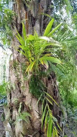 A vertical video pans up a thick, rough-barked tree trunk. The tree is covered in epiphytes, including lush green ferns and what appear to be palm fronds growing from its sides. The trunk is vertical and appears to be part of a larger tree. The surrounding environment is lush and green with other trees and foliage visible in the background.