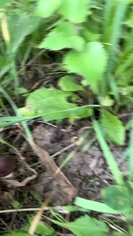 A single brown mushroom with a white stem is visible in the center-left of the frame, surrounded by dry leaves, grass, and dirt. Tall green grass blades and foliage obscure much of the background and foreground. The camera is positioned low to the ground, looking down and slightly forward at the mushroom. The lighting suggests it is daytime, possibly overcast.