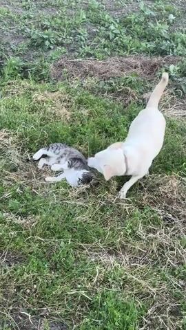 A white dog approaches a tabby cat that is lying on its side in the grass. The dog sniffs the cat and then nudges it with its nose. The cat remains still. The environment is an outdoor grassy area with some dry hay or leaves scattered around.