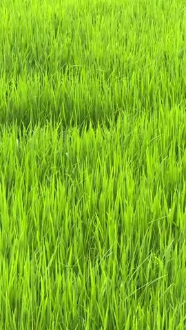 The video features a static, close-up shot of a lush, vibrant green field, which appears to be a rice paddy or a field of tall grass. The dense foliage fills the entire frame, with countless individual stalks visible. The plants are a bright, healthy green, suggesting growth under ample sunlight. No people, animals, or man-made objects are visible within the field itself. The lighting indicates it is daytime, likely clear or brightly overcast, enhancing the vividness of the green. A distinct sound of a motor engine, possibly from a motorcycle or a small vehicle, is audible throughout the video, implying that the field is located near a road or a populated area in Thihagoda, Sri Lanka. No text is visible in the video.