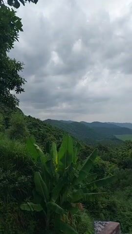 The video shows a panoramic view of a lush green mountainous landscape under a cloudy sky. In the foreground, there are large banana leaves and other dense vegetation. The middle ground is filled with rolling hills covered in trees, and in the distance, more mountains are visible. A body of water, possibly a lake or reservoir, can be seen in the far distance. The overall impression is of a natural, undeveloped environment. There are no people or discernible actions taking place in the video. The camera appears to be stationary, capturing the sweeping vista.