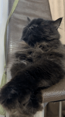 Black Maine Coon cats chilling at home in Krasnokamsk