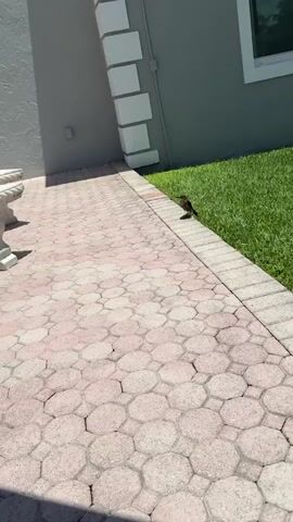 A small bird walks across a patio with hexagonal pavers. The bird is dark in color and is walking near a manicured lawn. The patio is next to a building with gray siding and white architectural details. The sun is shining, casting shadows on the patio.