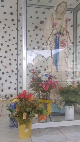 Okay, here's a concise description of the video:

The video shows a statue of the Virgin Mary enclosed in a glass case. The statue is white, with the Virgin Mary depicted in a prayerful pose. A blue sash and garlands of pink flowers adorn the statue. The glass case is decorated with a white background covered in small black spots. Artificial flowers in various colors, including red, pink, yellow, and blue, are arranged around the base of the statue in several small vases. The floor of the case is tiled, and the case has a silver metal frame. Reflections in the glass panels indicate an outside environment, possibly showing buildings and trees.