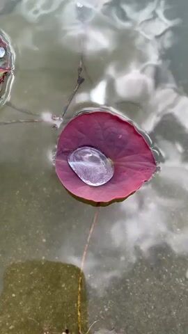 The video begins with a close-up shot of a single, maroon-colored lotus leaf floating on calm water. A large, spherical dewdrop rests on the surface of the leaf, refracting the light. The water is murky and reflects the cloudy sky. The camera then pans out to reveal more lotus leaves, some with smaller water droplets scattered across their surfaces. The leaves are a mix of green and maroon. The video continues to pull back, showing the leaves scattered across a larger body of water, a pond or lake. In the distance, the shoreline is visible, lined with trees and a fence. Scattered across the water are several colorful objects that appear to be discarded items, possibly plastic rings or toys, floating on the surface. The reflection of the sky and trees is prominent on the water throughout the clip.