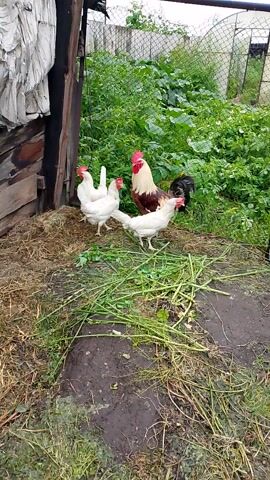 A rooster with a dark body and red, white, and brown plumage is standing amongst other chickens. One white chicken is on its back in the foreground, with its legs in the air. Another white chicken is standing upright behind the rooster. The chickens are on a patch of dirt and grass. In the background, there is a fence and greenery. To the left, there are wooden planks and a white tarp. The video is shot from a high angle and the camera moves.