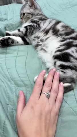 A first-person perspective video shows a hand with a silver leaf-shaped ring on the index finger resting on a green quilted bedspread. To the right of the hand, a silver tabby cat is lying down on its side, facing away from the camera. The cat’s body is mostly visible, with its paws extended forward. The hand is positioned near the cat's hind legs. The fingers of the hand move slightly, brushing against the cat's fur. The cat remains still throughout the brief recording.