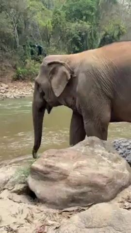 An Asian elephant stands on a riverbank next to a large rock. The animal moves into the shallow water of the river. Trees and other vegetation surround the riverbank.