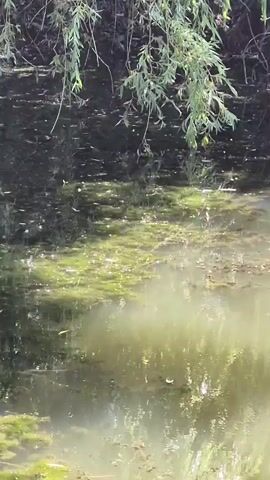 A slow-motion shot of a pond with algae and hanging willow branches.