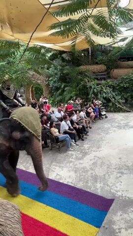 This is a video showing an elephant walking on a colorful rug. The elephant is adorned with decorative cloths. On its back sits a person in a traditional costume. Another person, dressed similarly, sits on the elephant's neck, appearing to guide it. They are moving across a paved area in what seems to be an outdoor performance or exhibit space.

In the background, a seated audience watches the spectacle. They are a diverse group of people, some wearing hats, suggesting it might be a sunny day. Lush green foliage and palm trees are visible behind the audience, indicating a tropical or sub-tropical environment. The area is covered by a light-colored canopy, providing shade. The overall atmosphere appears to be one of an organized cultural demonstration or tourist attraction. The presence of elaborate costumes and the trained elephant suggests a performance. The setting appears to be well-maintained, with a focus on creating an engaging experience for visitors. The time of day is likely daytime, given the lighting conditions. The location cues point towards Nong Prue, Thailand, consistent with the information provided. The emotions of the audience are not discernible from the video, but the organized nature of the event implies a positive or entertaining experience. There is no visible text in the video.