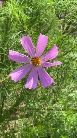 A short video clip shows a close-up view of pink cosmos flowers blooming in a garden. The flowers are delicate with bright yellow centers and are surrounded by lush green foliage. Sunlight filters through the leaves, creating a soft, natural lighting effect. The camera pans slightly, offering different perspectives of the flowers and their environment. There are no people or animals visible in the video.