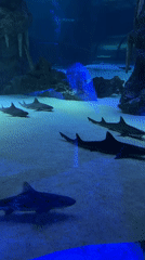 Inside a marine aquarium attraction in Konyaaltı, Turkey