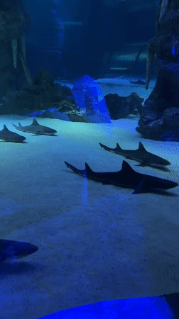Inside a marine aquarium attraction in Konyaaltı, Turkey