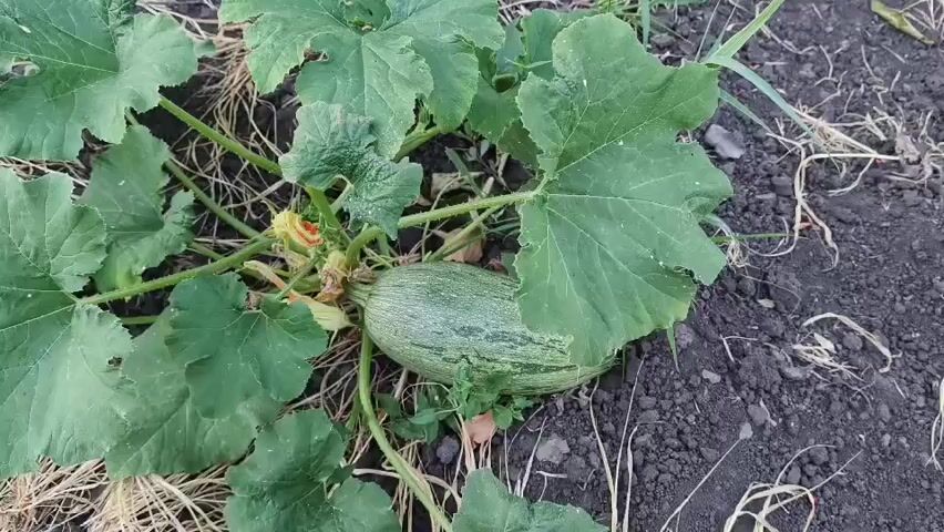 A close-up, overhead shot shows a green zucchini with light green stripes growing on a plant with large, green leaves. The zucchini is partially obscured by the leaves. The ground is dark soil with dry grass and some small green weeds. The video consists of a static image.
