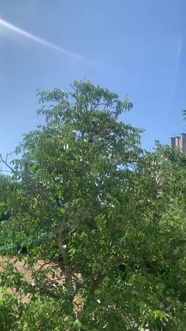 A clear blue sky fills the upper portion of the video. Sunlight streams in from the upper left, creating a lens flare effect. In the foreground, a large green tree with full foliage dominates the frame. Its branches extend upwards and outwards, creating a dense canopy. Behind the foreground tree, another section of lush green trees and foliage is visible. In the far background, to the right of the frame, a section of a building with multiple stories and light-colored walls can be seen, partially obscured by the trees. The overall scene suggests an outdoor environment, likely during the daytime, with the focus on the natural elements and the presence of a building in the distance.