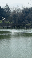 Morning park visit captures wildlife and flowers at Istanbul lake