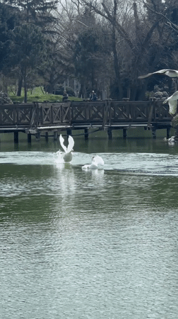 Morning park visit captures wildlife and flowers at Istanbul lake