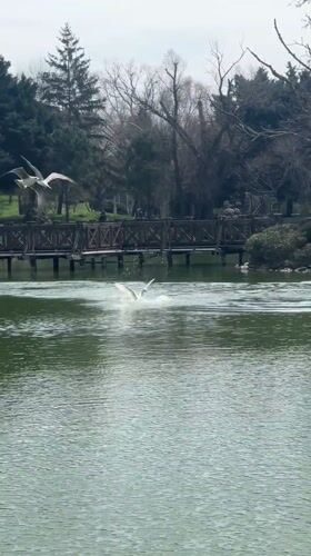 Morning park visit captures wildlife and flowers at Istanbul lake