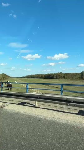 A video shot from inside a vehicle shows a herd of horses grazing in a field under a clear blue sky with scattered clouds. The horses, of various colors including brown, white, and spotted, are spread out across the grassy area. A blue and white guardrail runs along the foreground, separating the road from the field. Trees line the horizon behind the field. The camera appears to be moving, as evidenced by the shifting perspective and slight blur.