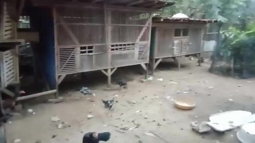 The video shows an outdoor scene with two wooden chicken coops. The coops are elevated on stilts and constructed with bamboo and wood. Chickens are visible on the ground in front of the coops. One chicken, dark in color, is pecking at the ground near the center of the frame. Another chicken, with black and white markings, is also pecking at the ground. A third chicken, mostly dark with some red markings, is standing near the bottom left corner. A fourth chicken, with black and white markings, is in the center right of the frame. The ground is dirt and appears to be covered with small debris. There is a shallow, round, light-colored bowl on the ground in the middle right of the image. Some vegetation is visible in the background, and there are other structures partially visible on the left side of the frame. The overall impression is that of a rural or backyard chicken enclosure.