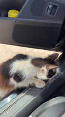 Tri-colored kitten spotted on car door in Montenegro