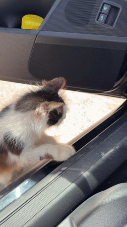 Tri-colored kitten spotted on car door in Montenegro