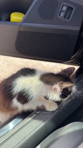 Tri-colored kitten spotted on car door in Montenegro