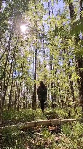 Person walks through sunlit forest near Innolovo, Russia
