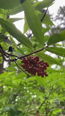 The video begins with a close-up shot of red berries hanging from a branch surrounded by green leaves. The camera then pans upwards, revealing a dense forest canopy of tall evergreen trees. The sky above is overcast and cloudy, with the tops of the trees silhouetted against it. The overall impression is of a peaceful, natural setting within a forest. There are no people or animals visible in the video.