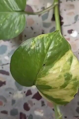 The video shows a close-up view of a Pothos plant with variegated green and yellow leaves and a green stem. The plant appears to be growing upwards, with its stem attached to a wall or surface. The background is out of focus, but appears to be a patterned surface, possibly tile or stone. The lighting is bright and natural, suggesting the plant is indoors near a window or outdoors. The camera is slowly moving upwards, focusing on different parts of the plant. No people are visible in the video. The overall mood is calm and serene, highlighting the beauty and natural growth of the plant.