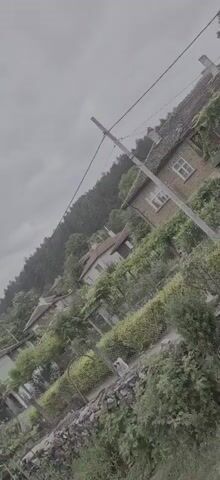 A vertical video pans down a wooded hillside with several houses scattered among the trees. The sky is overcast. A chain-link fence runs along the bottom of the frame, separating the viewer from a stone wall. A small, white dog stands near the fence.