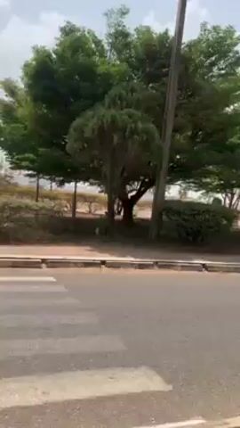 The video shows a drive-by view of a street lined with trees and unfinished buildings. The road is paved and has a curb. Beyond the trees, there is a patch of dry, grassy land. In the distance, several buildings are visible, appearing to be under construction or abandoned. There is also a guard shack visible, but no one is seen occupying it. A black pickup truck drives along the street. Utility poles line the side of the road as well. The sky is overcast with light clouds.