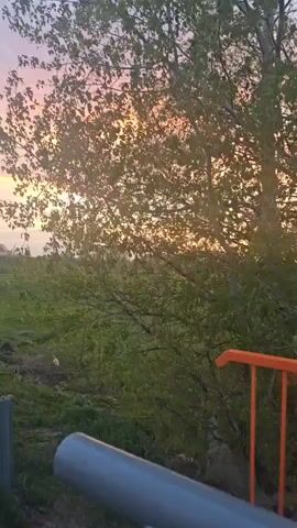 The video shows a field at sunset. The sky is a mix of pink, orange, and purple. There is a tree on the right side of the frame, partially blocking the view. The field is green and appears to be grassy, with some vegetation along the edges. The camera is positioned behind a gray metal guardrail. The sun is setting in the distance, and the light is filtering through the trees.