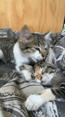 Two kittens grooming and resting together in Arica