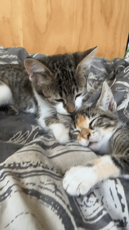 Two kittens grooming and resting together in Arica
