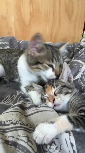 Two kittens grooming and resting together in Arica