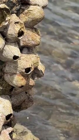 This close-up video showcases a cluster of barnacles firmly attached to a rocky surface at the edge of a body of water. The barnacles are predominantly light brown and off-white, with textured exteriors and small, open holes at their tips. Some show hints of reddish-brown coloration. They appear to be sessile, with no discernible movement.

In the background, the sun-dappled water is in gentle motion, creating subtle ripples and reflections. The water is clear enough to reveal submerged rocks or pebbles beneath its surface. The scene suggests a shallow coastal environment, consistent with the provided location context of Al Fiqait, United Arab Emirates. The bright sunlight indicates it is daytime. There are no people or visible text in the video.